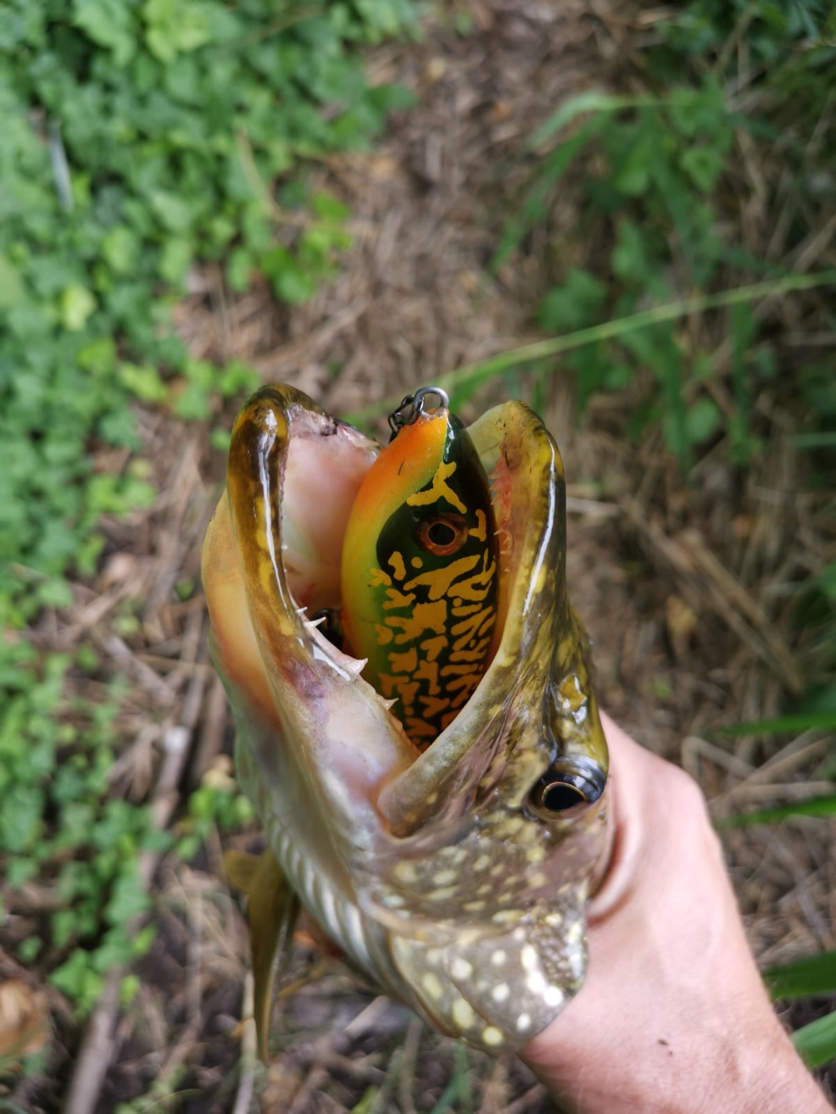 Pikemagnet 110 - Firebelly Pike