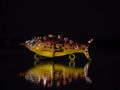 PredX50 - Brown Trout