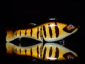 PredX Glide - Gold Bandit